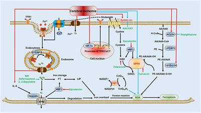 Cross Talk Between Ferroptosis and Cerebral Ischemia